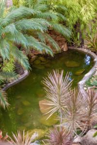 a pond in a garden with palm trees at Pousada Adega Cipo in Serra do Cipo