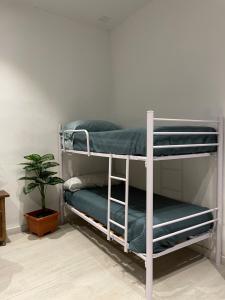 ein paar Etagenbetten in einem Zimmer mit einer Pflanze in der Unterkunft Apartamentos Cuna 21 in Sevilla