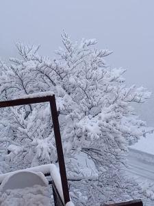 drzewo pokryte śniegiem obok drogi w obiekcie Casa Barbara w mieście Limone Piemonte