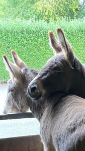 two donkeys are standing next to a window at Southfields Farm in Nottingham
