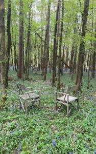 two benches sitting in the middle of a forest at A House in the Woods in Chiddingly