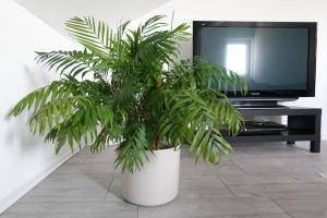 a large green plant in a white pot in front of a tv at Ruhige Ferienwohnung in der Kernstadt Laubach in Laubach