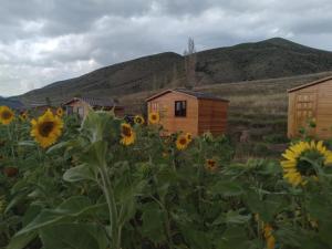 a field of sunflowers in front of houses at Эко Аура in Areguni