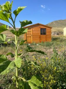 a small wooden house in a field with a plant at Eco Aura in Areguni