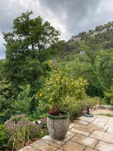 um jardim com um grande vaso com uma árvore em Tiny House au coeur des Combes em Seillans