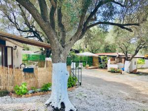 a white tree in front of a house at Blu Med in Palinuro