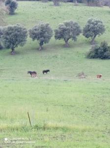 Photo de la galerie de l'établissement LUX VERA B & B, à Agropoli