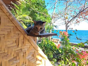 un gato sentado en la cornisa de una casa en Paseo Del Mar Seaside Inn, en Jagna
