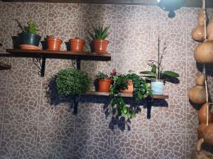 uma parede com prateleiras com vasos de plantas em Casa da Rosarinha em Água de Alto