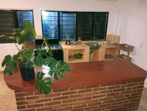 eine Küche mit einer Backsteintheke mit Pflanzen darin in der Unterkunft Calli Cintli in Tepoztlán