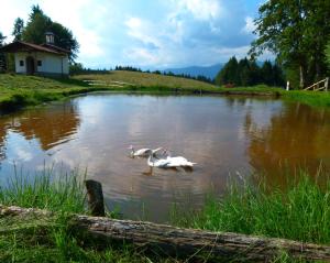 Táj Show holiday homes közelében