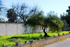 un árbol en un campo junto a una pared en Le Residenze Salentine - Case Vacanza in Lecce, en Lecce