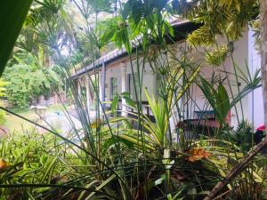 ヒッカドゥワにあるSuSha Happy Three Villaの目の前に植物が多い建物