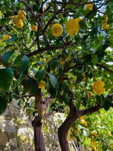 einen Zitronenbaum mit gelben Früchten darauf in der Unterkunft The Upper House in Riomaggiore