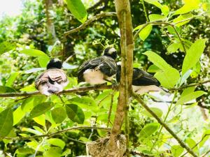 dos pájaros sentados en una rama de un árbol en Ashansa Lagoon Resort, en Tangalle