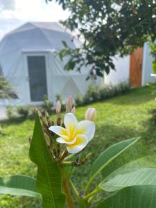 une fleur blanche et jaune sur une plante verte dans l'établissement Boho Farm Glamp, à Santo Tomas