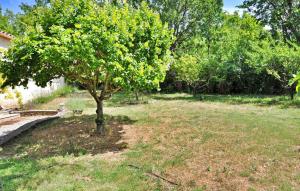 un árbol en medio de un patio en La Villa Du Soleil, en Lacoste