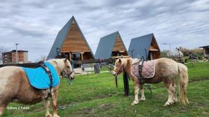 dos caballos parados en un campo con casas en el fondo en olive garden farm en Ulcinj