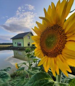 eine große gelbe Sonnenblume vor einem Haus in der Unterkunft Bite Le Vanda 