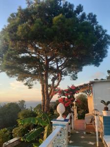 a tree sitting on the side of a house at la guardia in Anacapri