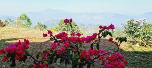 a bunch of pink flowers with mountains in the background at Mount View Cottage in Gampola