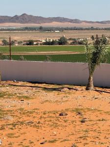 a tree in a field next to a wall at مزرعة ود in Al Qā‘id