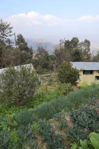 a field of crops with a house in the background at Hasera Organic Farmstay: Farm to Table & Mountain View in Dhulikhel