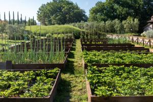 a row of raised beds in a garden at Cuprena in Arezzo