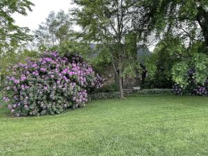 un gran arbusto de flores rosas en un patio en Asheville Urban Farmhouse Entire Home 4 mi to DT en Asheville