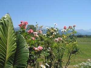 un jardín con flores rosas y plantas en un campo en Ca' del Sale - Agriturismo con piscina e campo da tennis vicinanze Cinque Terre, en Ameglia