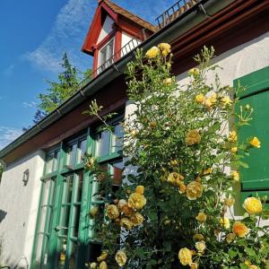 a building with a green window and a bush with yellow flowers at Ferienhaus Falkenlust (Hausteil Scheune) in Haundorf