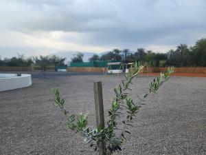 a plant in the middle of a gravel yard at استراحه الليوان ALliwan Rak 1 in Ras al Khaimah