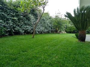 a green lawn with a palm tree in a yard at Loft le Pavoncelle in Ittiri