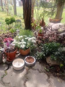 Zahrada ubytování Apartmán Eva