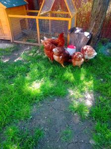 Zahrada ubytování Apartmán Eva