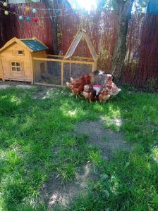 Zahrada ubytování Apartmán Eva