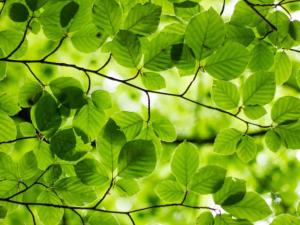 a group of green leaves on a tree at Nordic Relax House - Stonehouse in Sjöbo