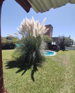 a palm plant in a yard next to a pool at Cabaña Los Espinillos de San Isidro in José de la Quintana