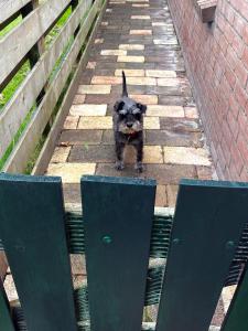 a small black dog standing on a brick sidewalk at Happy Little Maya Bee in Nieuwe-Niedorp