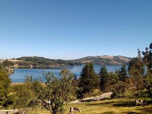 a view of a lake with cows in a field at Finca Refugio Guanumen in Tota