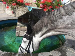 a horse drinking water from a pool of water at Pension Silberdistel in Ühlingen-Birkendorf