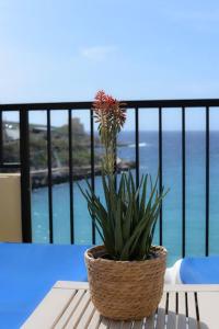 a plant in a basket sitting on a table on a balcony at Seafront duplex Penthouse with Terrace overlooking Xlendi Bay in Xlendi