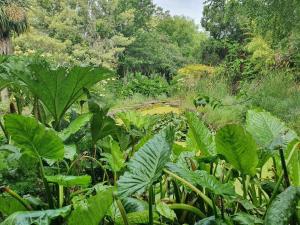 een tuin met veel groene planten en bomen bij Hawley House in Port Sorell