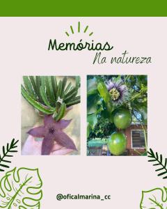 a collage of pictures of plants with the words morocco no rainforest at Marina Casa de campo in Santa Maria