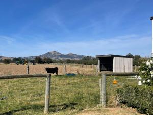 a cow standing in a field behind a fence at The Barn in Mosgiel