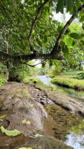 フォルトゥナにあるRossélodgevillasの水の川にかかる木の手足