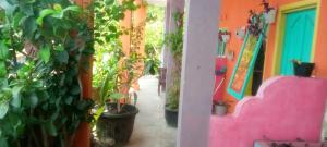 a hallway with plants and a colorful wall at pulau weh sabang marifi in Paya