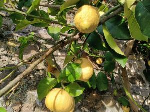 Un mucchio di limoni che crescono su un albero di limoni di Il Fontolo a Ponzano Superiore