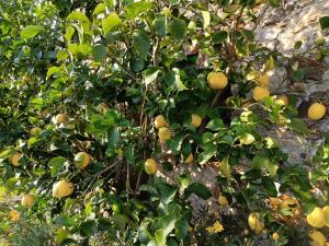 an orange tree with lots of fruits on it at Il Fontolo in Ponzano Superiore