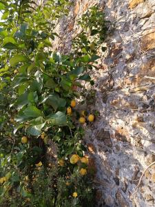 een sinaasappelboom met bladeren en vruchten erop bij Il Fontolo in Ponzano Superiore